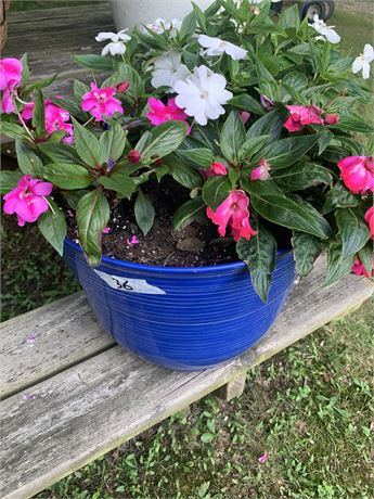 Blue Flower Pot With Live Pink And White Impatiens Flowers