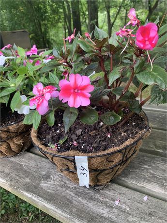 Black Wire Hanging Basket With Live Pink And White Impatiens Flowers