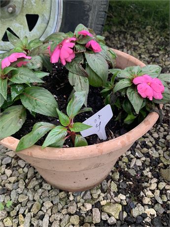 10" Round Plastic Pot Filled With Assorted Potted Annuals