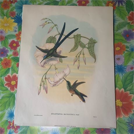 Color Print Illustrations GLAUCIS FRASERI Hummingbirds By John Gould Lot of 4
