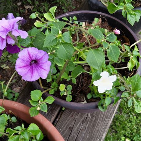 Petunia Plant in Round Plastic Planter