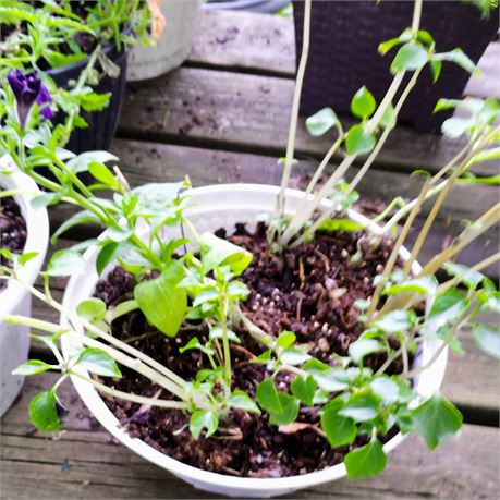 Petunia Plant in Round Planter