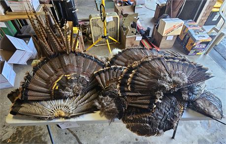Pheasant Tail Feathers And Wild Turkey Fans Size Vary