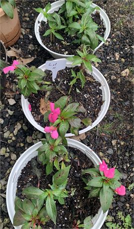 Lot of 3 Plastic 10" Round Pots Filled With Assorted Potted Annuals