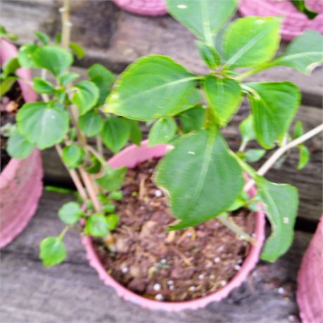 Petunia Plant in Round Planter