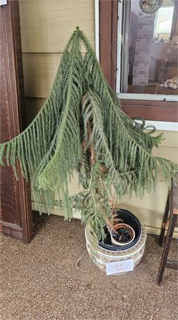 Live Norfolk Pine Tree