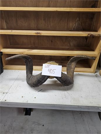 Taxidermy Big Horn Skull & Horns