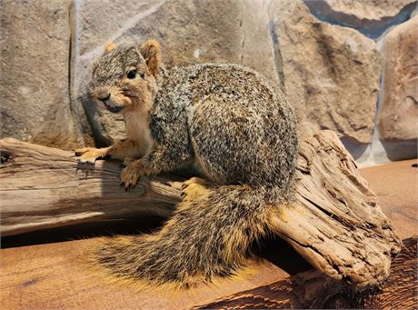 Authentic Taxidermy-Adult Squirrel on Log