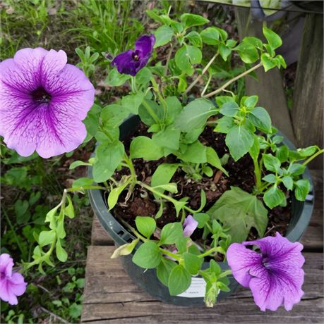 Petunia Plant in Round Plastic Planter