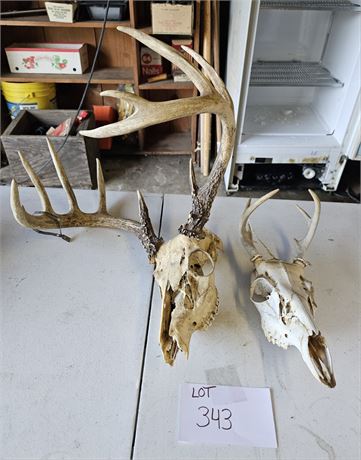 Mixed Size Deer Skulls
