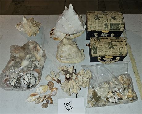 Mixed Seashell Lot
