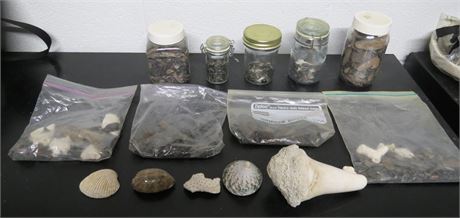 Shark Teeth, Shells, Fossils