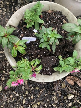 Plastic 14" Round Pot Filled With Assorted Potted Annuals