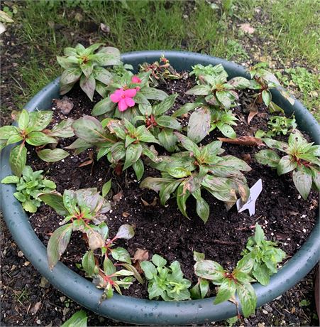 24" Round Plastic Pot Filled With Assorted Potted Annuals