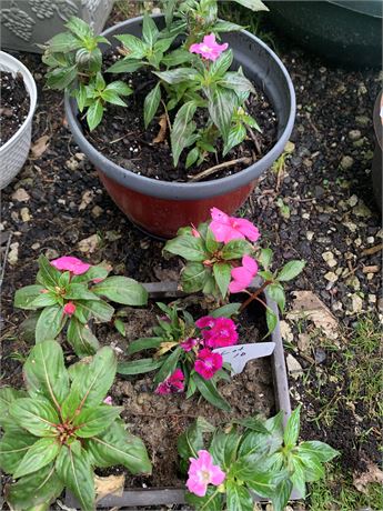 Lot of 2 Plastic Pots Filled With Assorted Potted Annuals