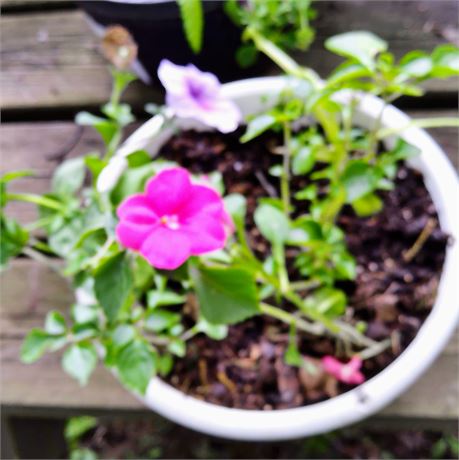 Petunia Plant in Round Planter
