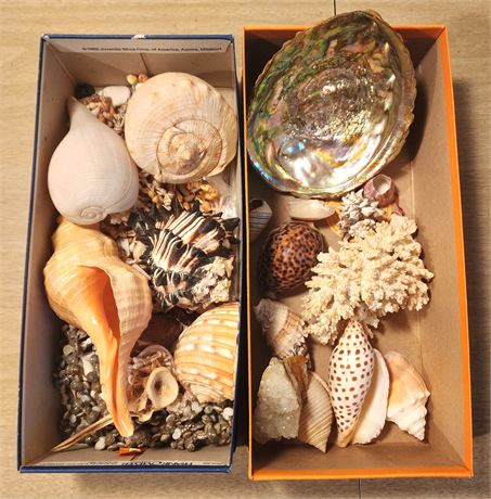 Seashells Lot