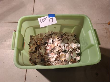 Large Tote Full of Mixed Seashells - Different Sizes - Heavy -