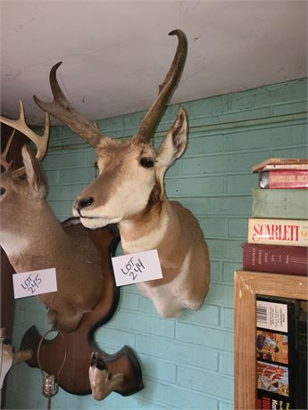 Taxidermy 1970's Antelope Mount