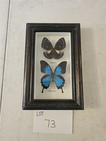 Shadowbox Butterfly Specimens