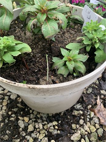 Plastic 13" Round Pot Filled With Assorted Potted Annuals