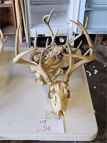 Deer Skull & Mixed Antler Lot