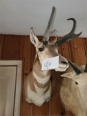 Taxidermy Antelope