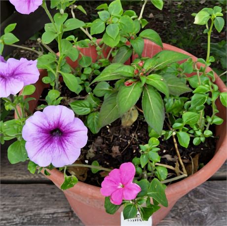 Petunia Plant in Round Plastic Planter