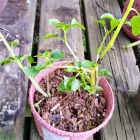 Petunia Plant in Round Plastic Planter