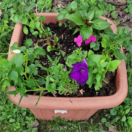 Petunia Plant in Square Plastic Planter