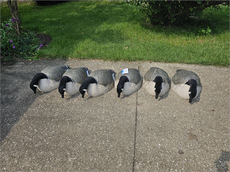 6 Plastic Full Size Half Shell Canada Goose Hunting Decoy's