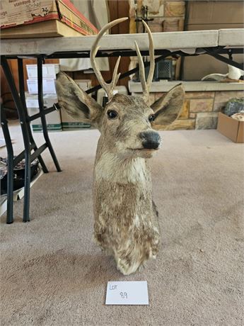 Taxidermy Mule Deer Mount