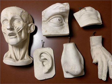Artist Sculpting Anatomical Ecorche Bust & Facial Features