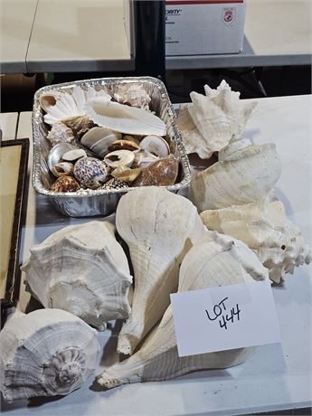 Large Unique Shell Lot: Different Sizes & Specimens