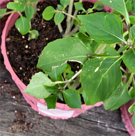 Impatiens Plant in Round Planter