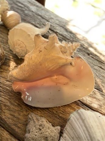 Collectible/Crafting Seashell Lot