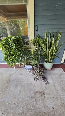 Mixed Indoor Plant Lot: Spider Plant, Dracaena, Swedish Ivy & More