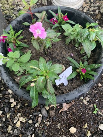 Plastic 16" Round Pot Filled With Assorted Potted Annuals