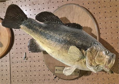 Taxidermy: Large Mouth Bass