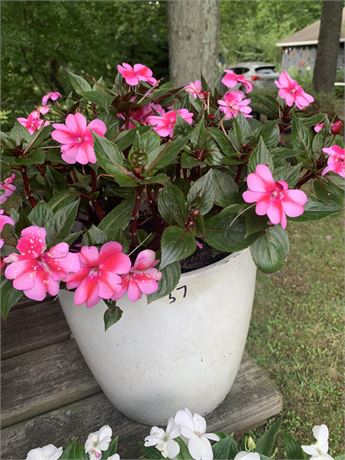 White Flower Pot With Live Pink Impatiens Flowers