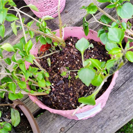 Petunia Plant in Round Planter