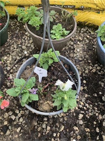 Lot of 2 Plastic 10" Round Pot Filled With Assorted Potted Annuals