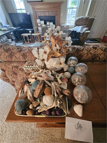 Large Mixed Seashell Collection : Coral / Trinket Box / Shells & More