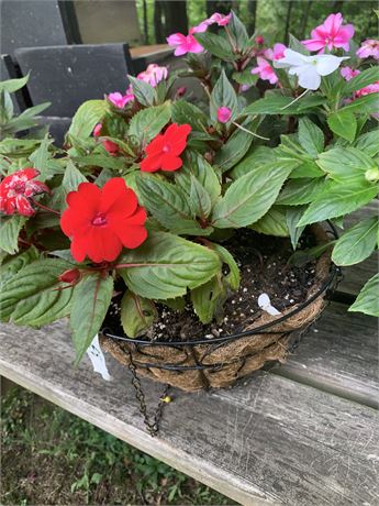 Black Wire Hanging Basket With Live Pink Red & White Impatiens Flowers