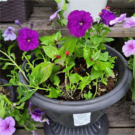 Petunia/Impatiens Plant in Round Plastic Planter