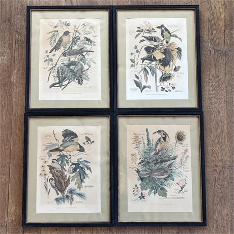 Set of 4 - Arthur Singer Art Lithographs, Botanicals & Birds