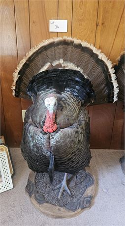 Taxidermy Eastern Wild Turkey