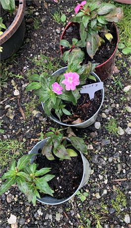 3 Round 6" Metal Pots Filled With Assorted Potted Annuals