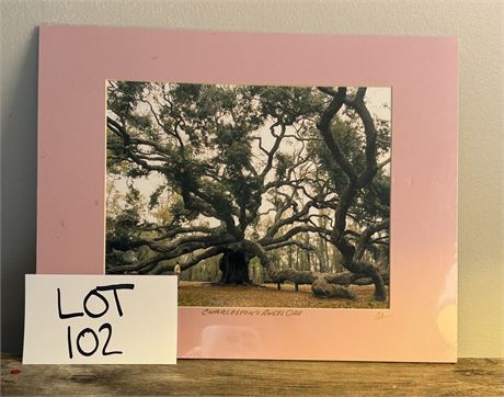 Charleston’s Angel Oak Professional Limited Ed Photo 480/950 C.W. Evans