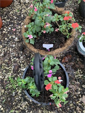 Lot of 2 Round 10" Hanging Pots Filled With Assorted Potted Annuals